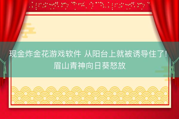 现金炸金花游戏软件 从阳台上就被诱导住了! 眉山青神向日葵怒放